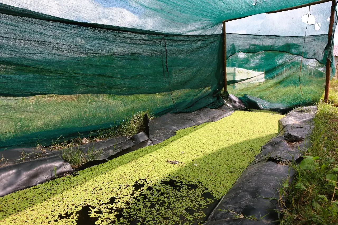 Azolla Farming