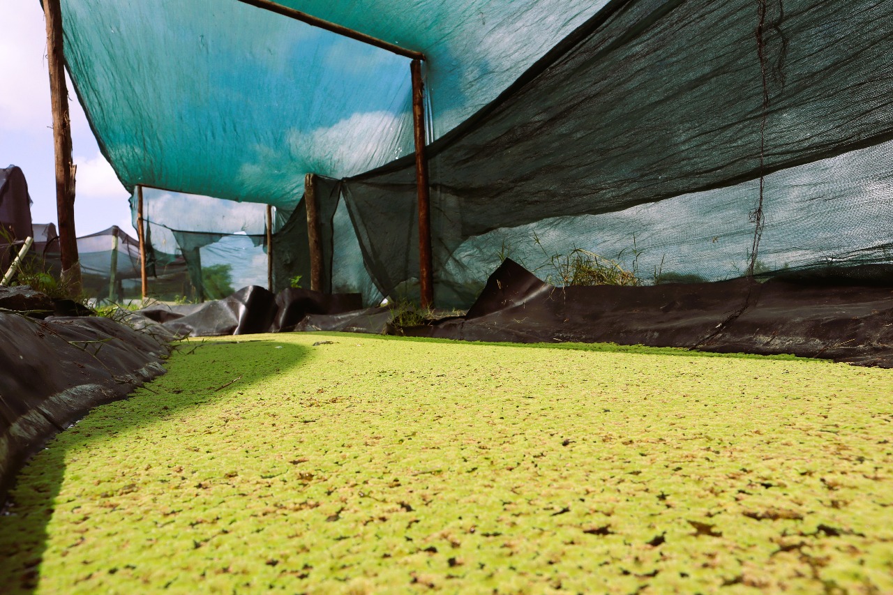 Azolla Farming