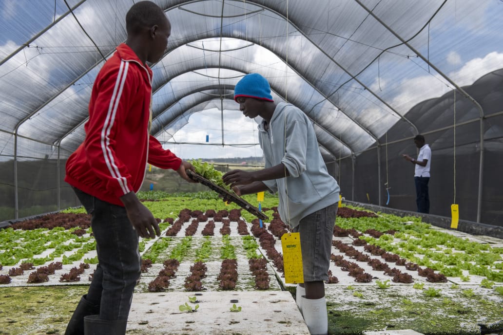 Farmer in Greenhouse
